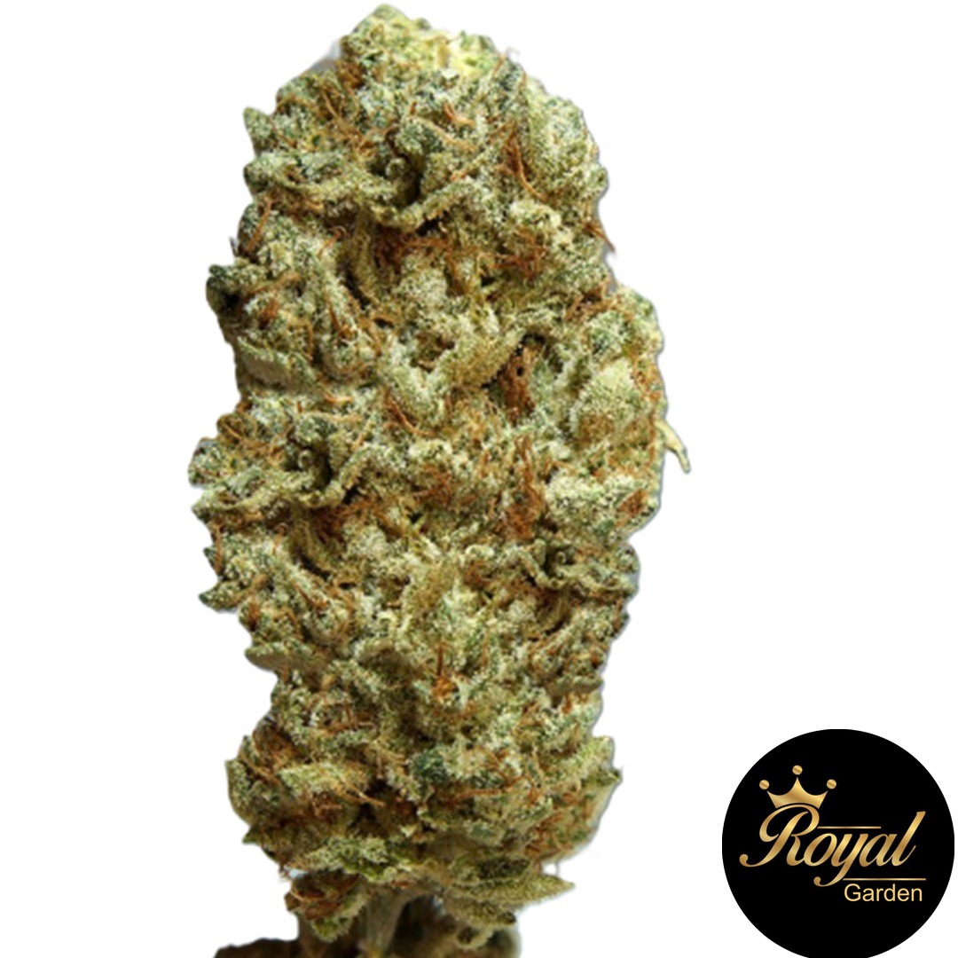 Gorilla Glue # 4